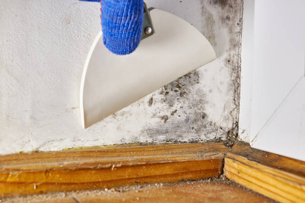 Lamont, MI Mold Removal Company